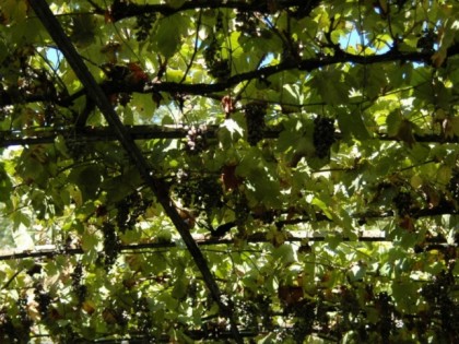 照片: Weinhaus Steinbach